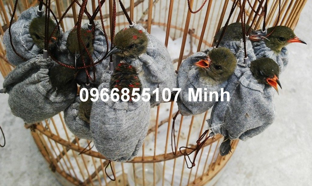 Chuyên lồng chim chạm 3D nổi nuôi chim Đất, Yến, Mi, Than, Chào Mào,...
