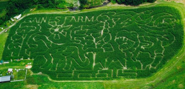 gaines-farm-vermont