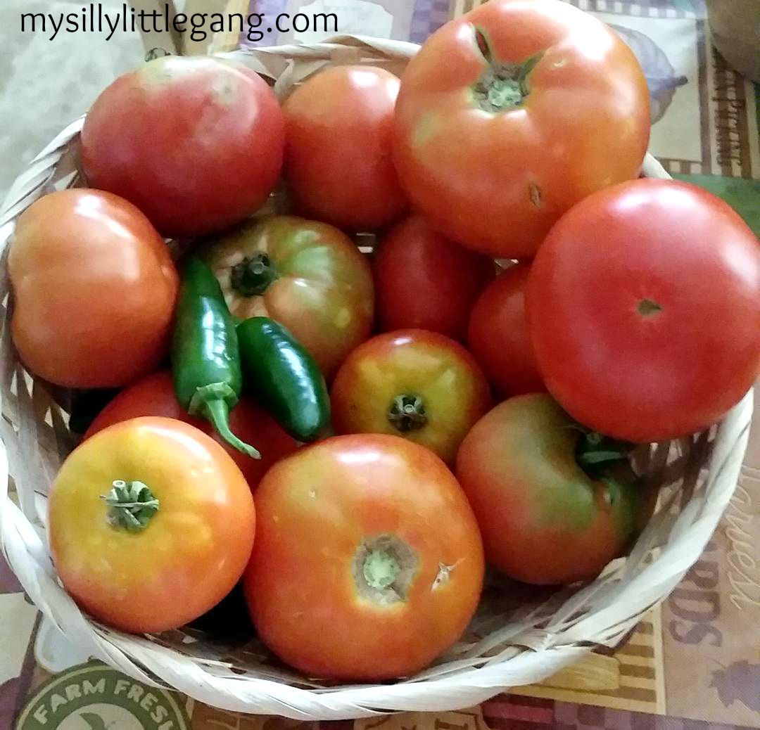 my-tomatoes