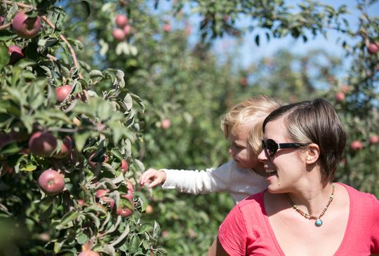 Lyman Orchards