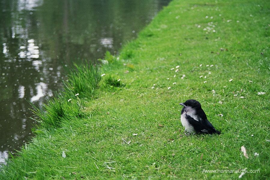 Fotografie