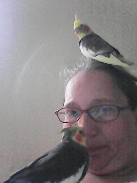 Parrot owner dating site california
