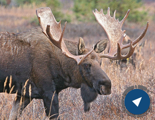 Wherigo Moose photo Moosewherigoblue_zpsde4d55bd.png