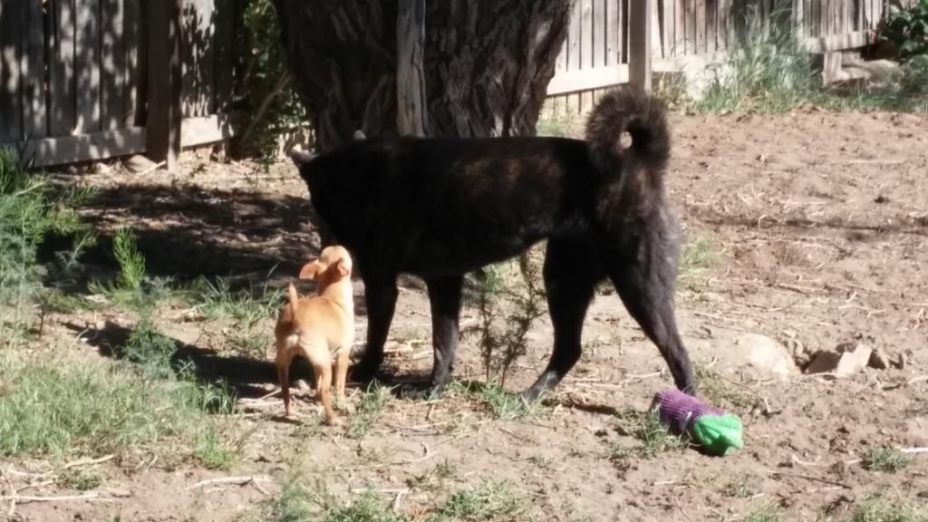 Rosie and her momma Shelby photo 0609141719_zpssw5ehl4k.jpg