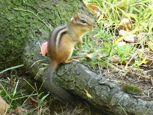 28 DE SEPTIEMBRE. HARLEM Y CENTRAL PARK NORTE. - THE BIG APPLE (28)