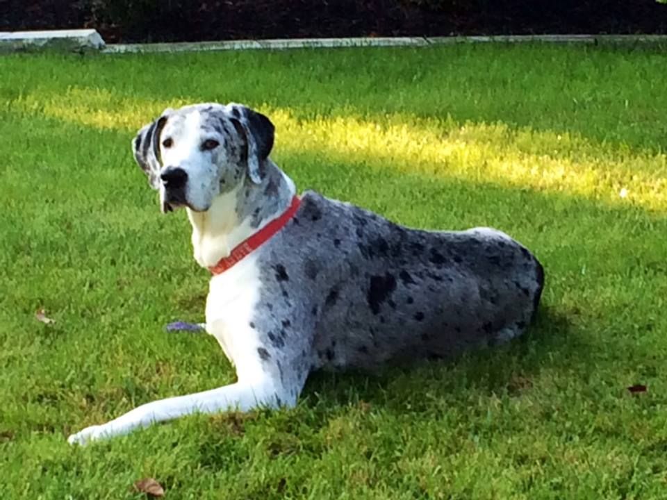 Bailey Girl