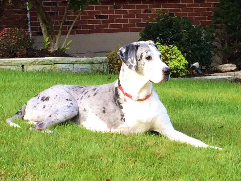 Bailey Girl Enjoying Life