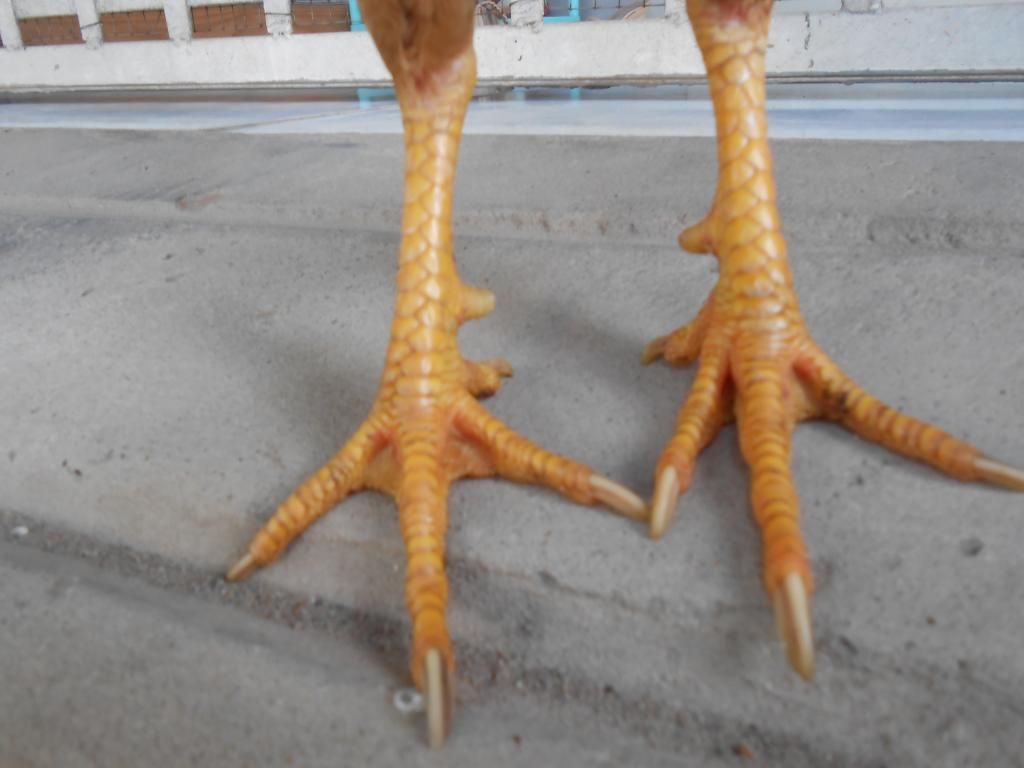 Bán gà tre đá. - 2