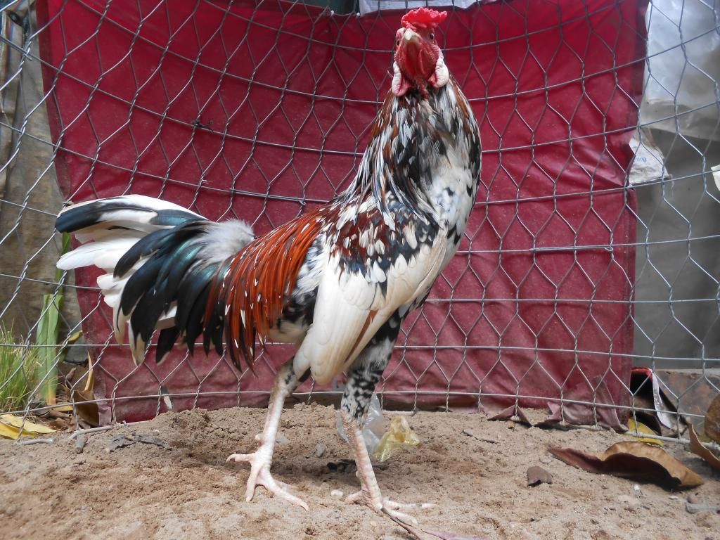 Bán 1 em gà tre lai.