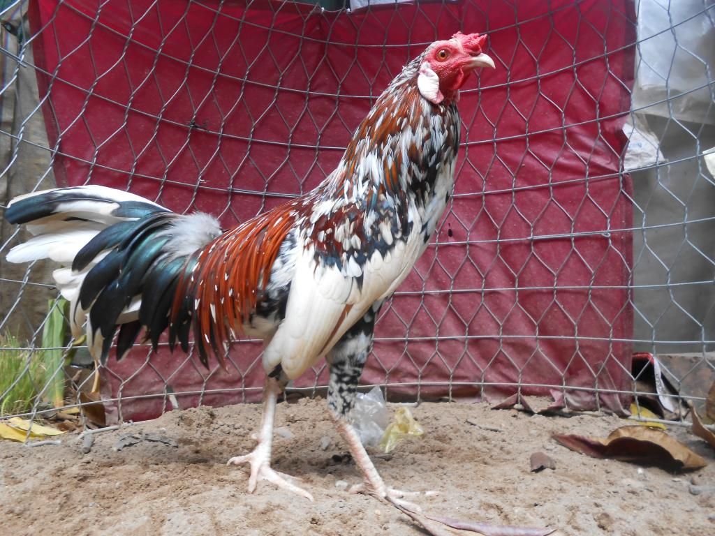 Bán 1 em gà tre lai. - 1