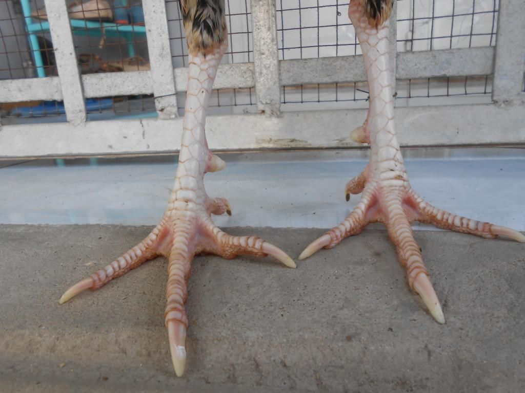 Bán 1 em gà tre lai. - 2