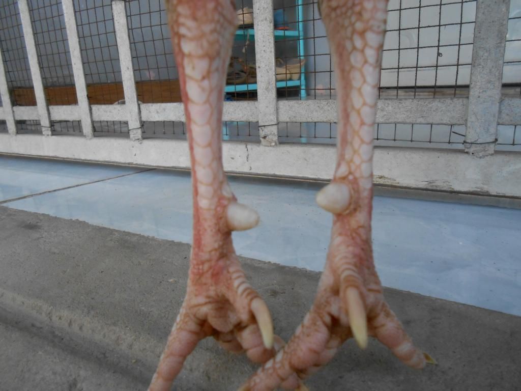 Bán 1 em gà tre lai. - 3