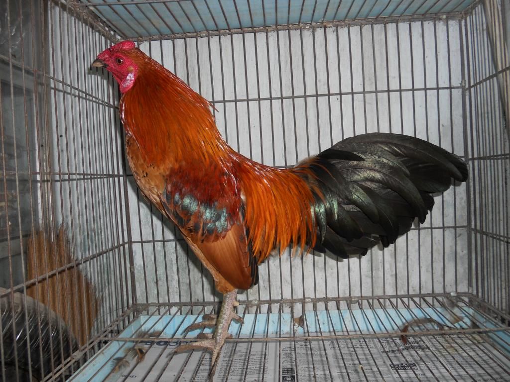 Bán mấy em gà tre đá!