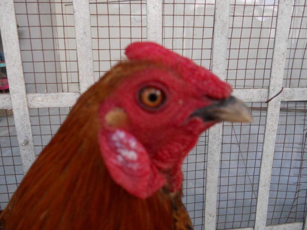 Bán mấy em gà tre đá! - 2