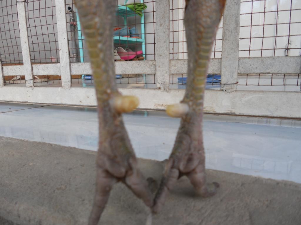 Bán mấy em gà tre đá! - 3