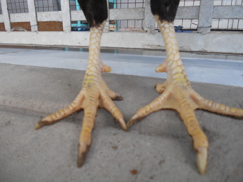 Bán mấy em gà tre đá! - 5