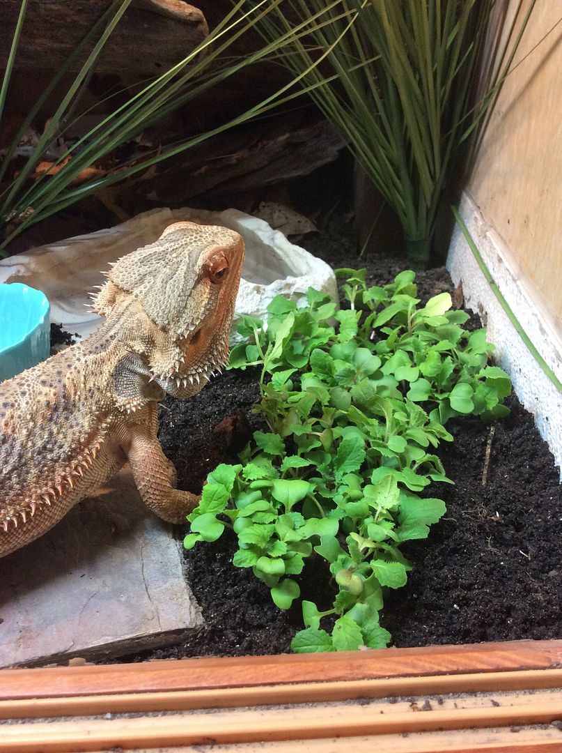 Plants to put in bearded dragon tank General Discussion