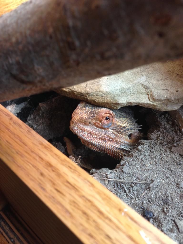 Clay Substrates and Mixes? • Bearded Dragon . org